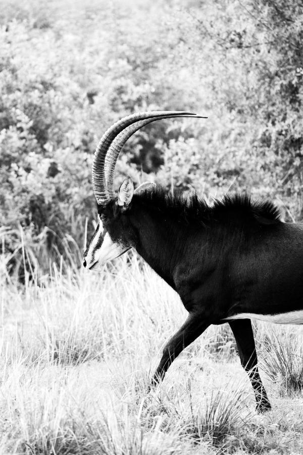 Letamo At Qwabi Private Game Reserve By Newmark Бела Бела Екстериор снимка