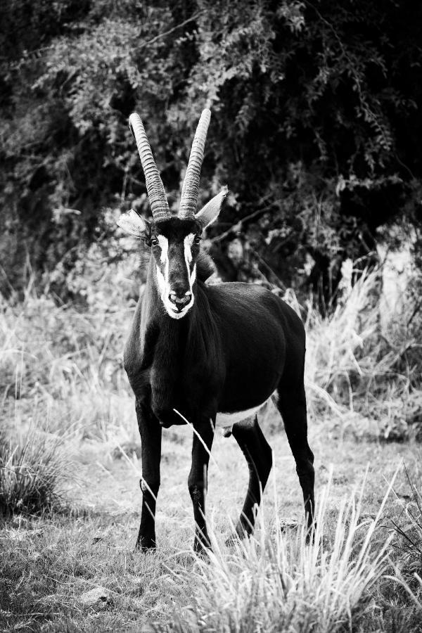 Letamo At Qwabi Private Game Reserve By Newmark Бела Бела Екстериор снимка