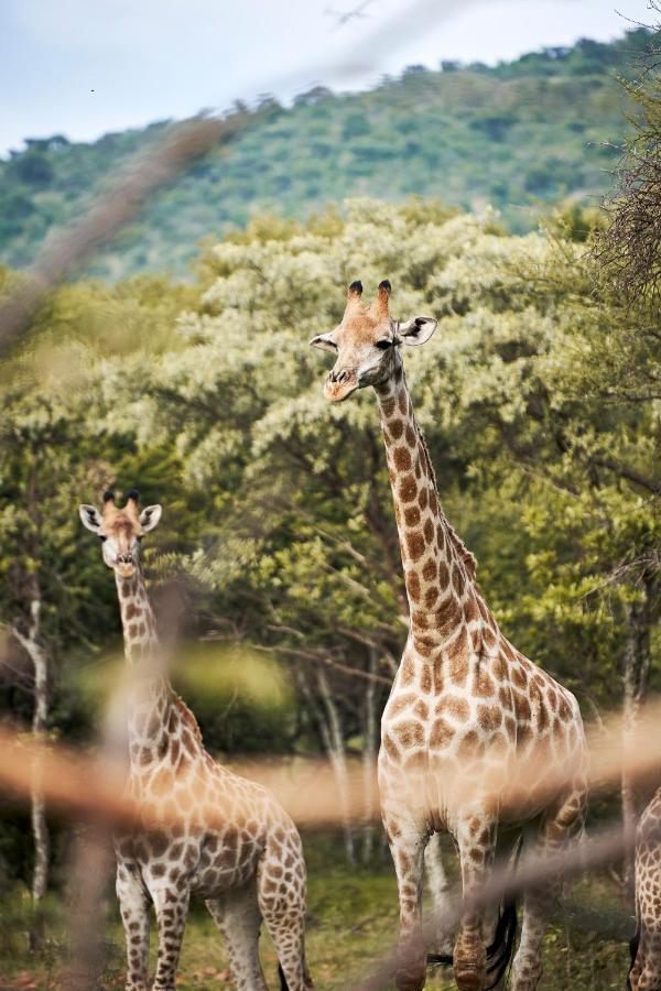 Letamo At Qwabi Private Game Reserve By Newmark Бела Бела Екстериор снимка