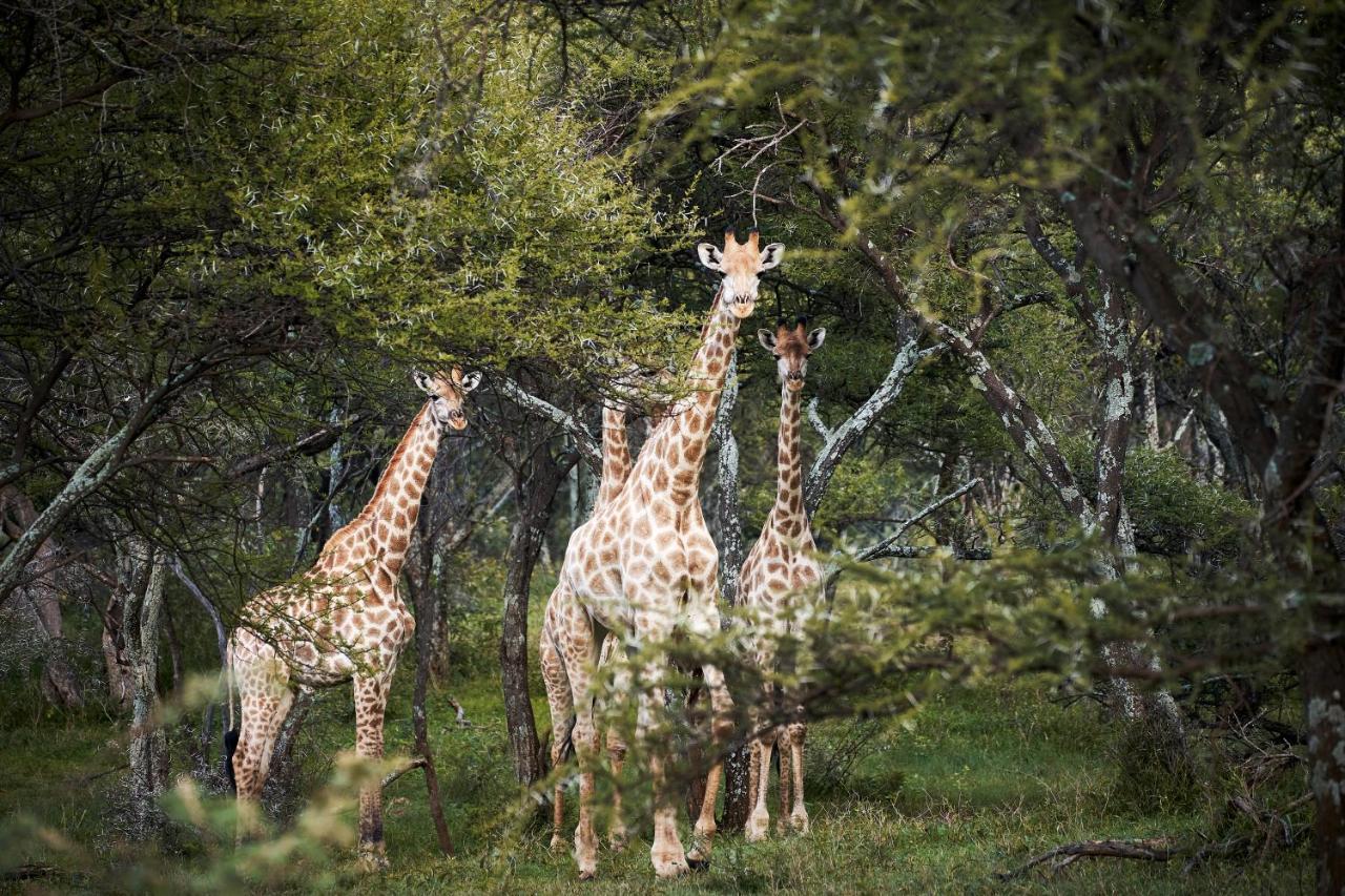 Letamo At Qwabi Private Game Reserve By Newmark Бела Бела Екстериор снимка