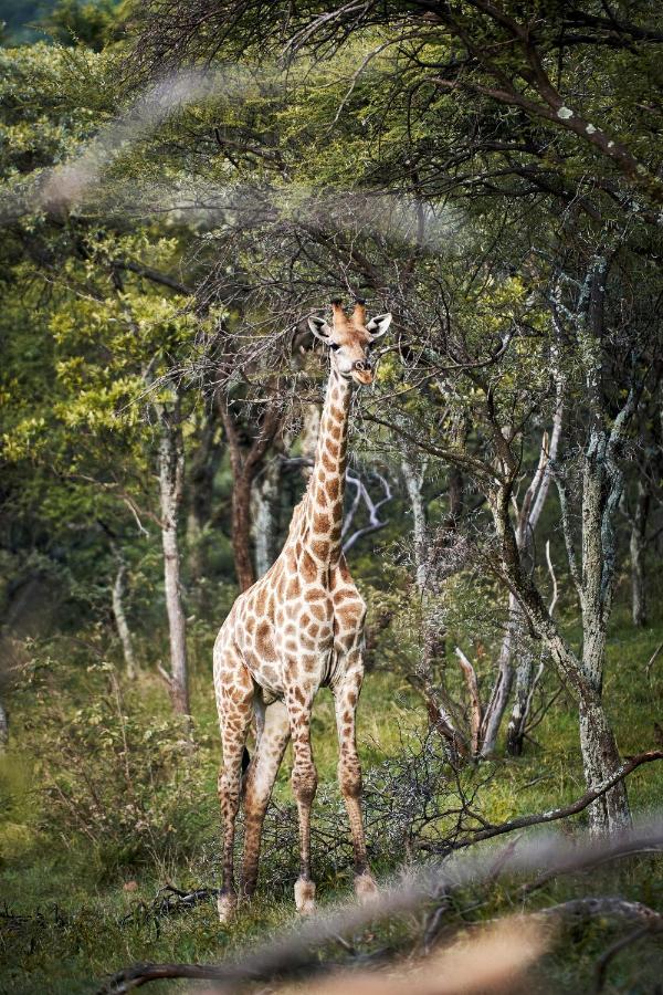 Letamo At Qwabi Private Game Reserve By Newmark Бела Бела Екстериор снимка